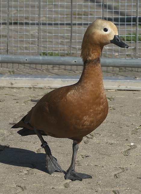 麥肯尼拒絕